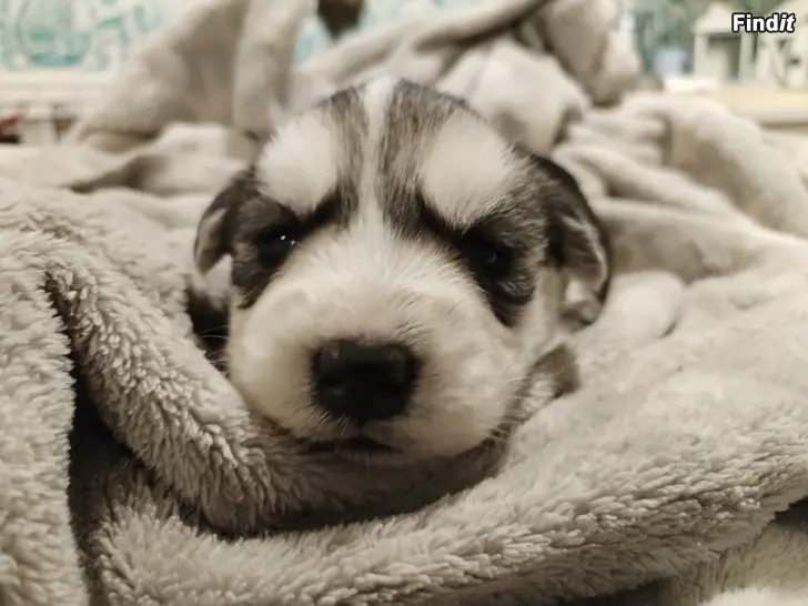 Säljes Huskymix valpar