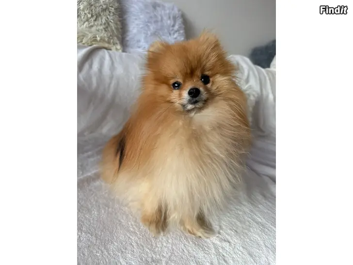 Myydään Nuori pieni poika koira