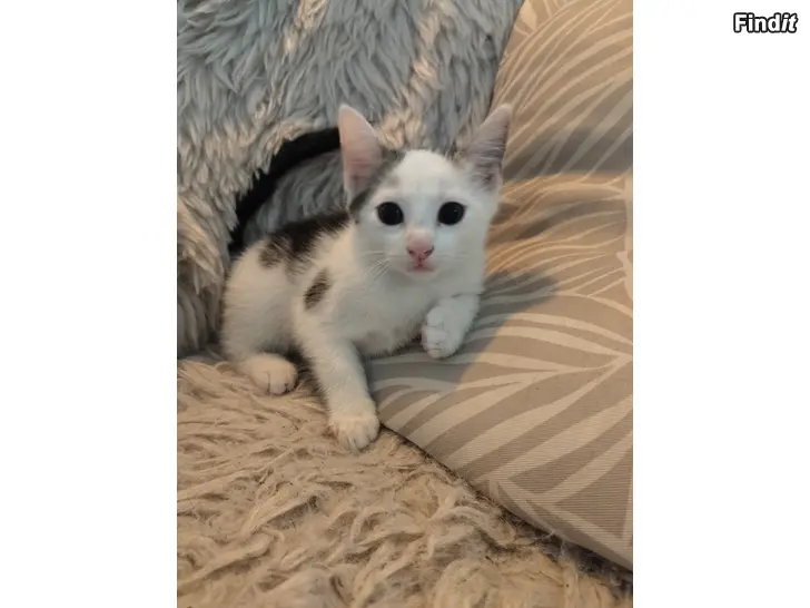 Myydään Söt kattunge/Suloinen kissanpentu