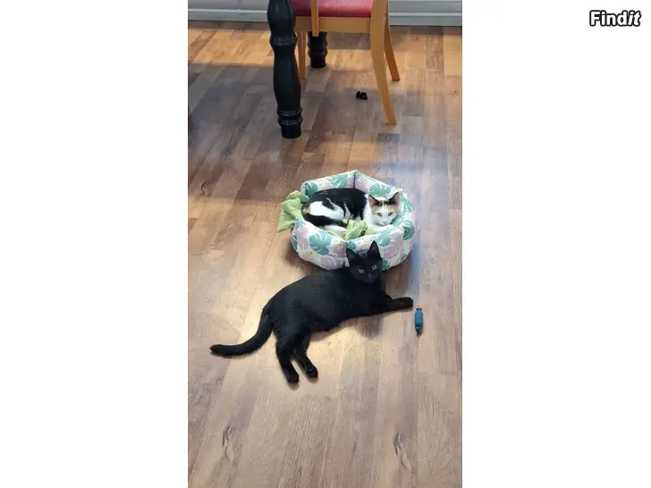 Säljes Kattunge