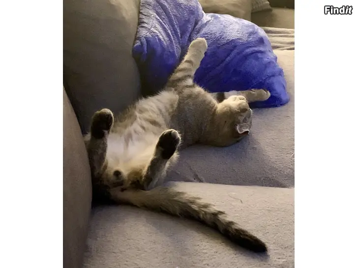 Myydään Kattunge hane