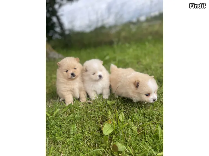 Myydään Pomeranian