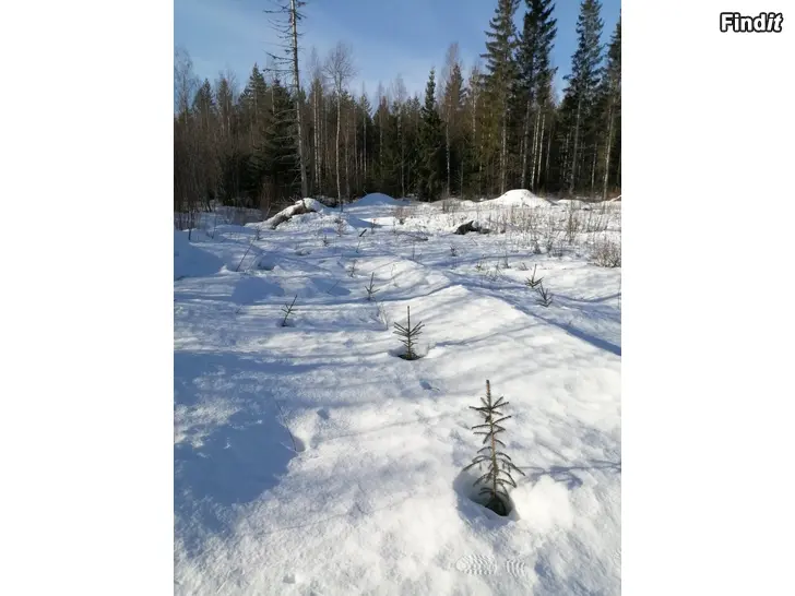 Ostetaan Metsätila