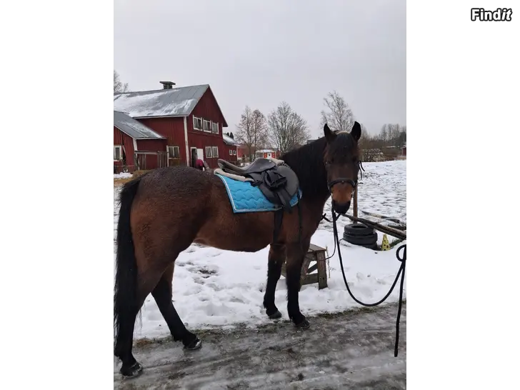 Uthyres Söker medryttare