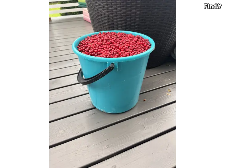 Myydään Puolukkaa 10l