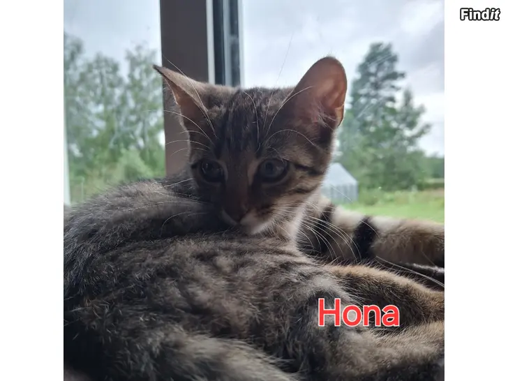 Säljes Kattunge, hona
