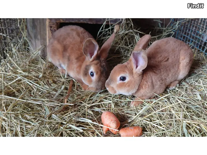 Uthyres Uthyrning av kaniner