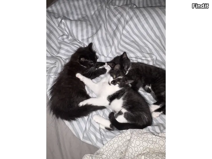 Säljes Kattungar