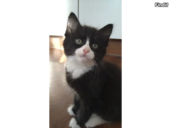 Säljes Kattungar
