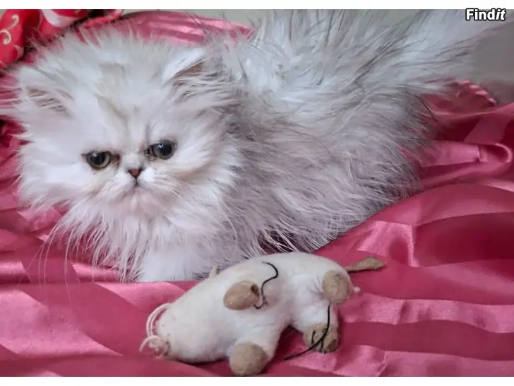 Myydään Persialainen shaded silver ja sinihopea tytöt