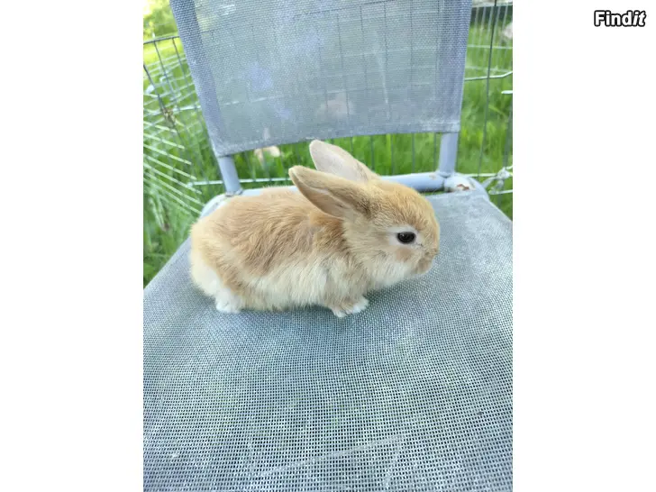 Säljes 2 dvärgvädur hanungar