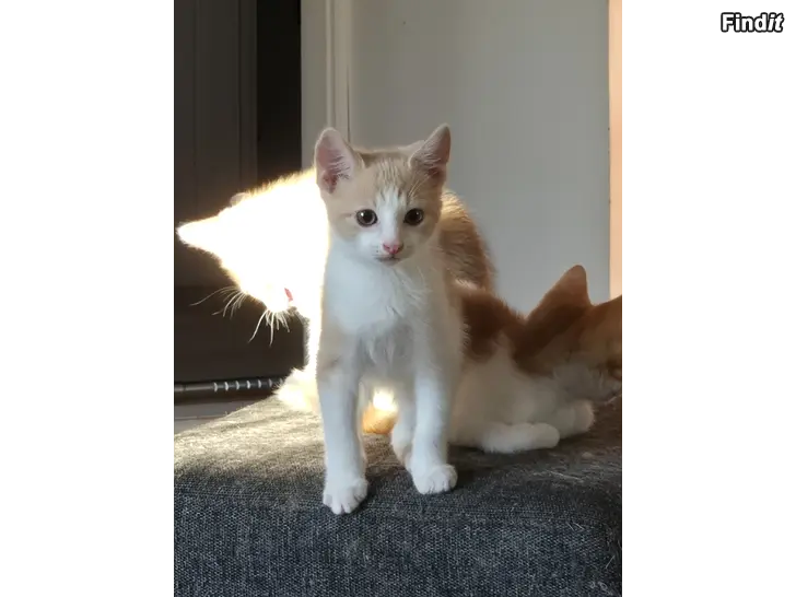 Myydään Kattunge