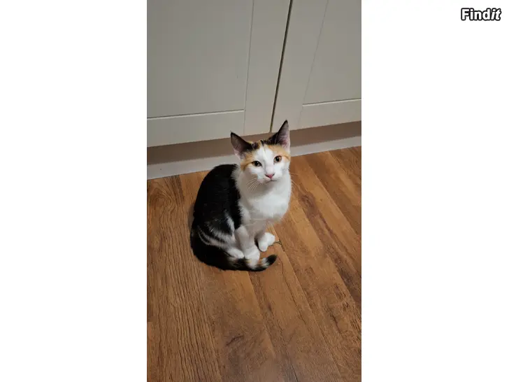 Myydään Hon kattunge