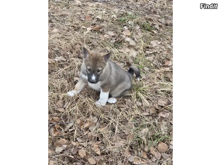 Myydään Pentuja suurriistan pyyntiin