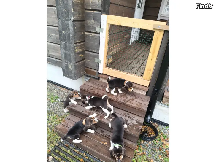 Säljes Beagle valpar