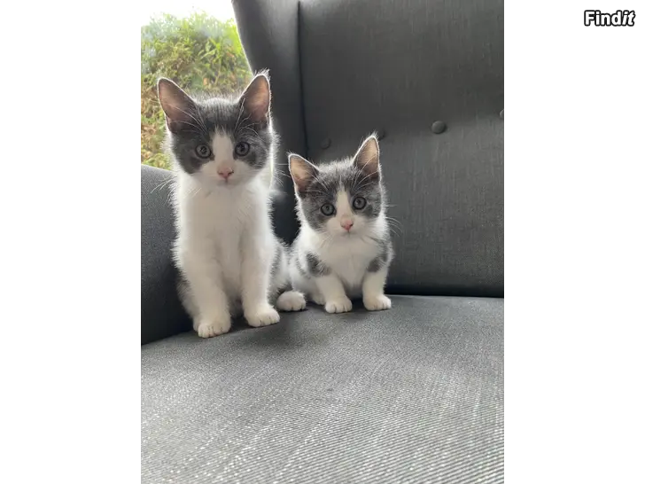 Säljes Kattungar till salu