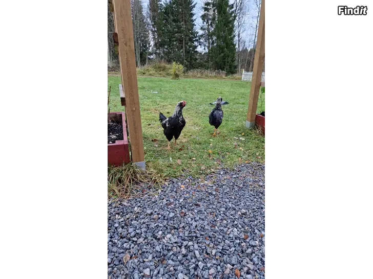 Säljes Ungtuppar