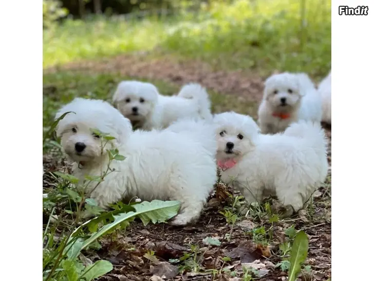 Säljes Coton de tulear