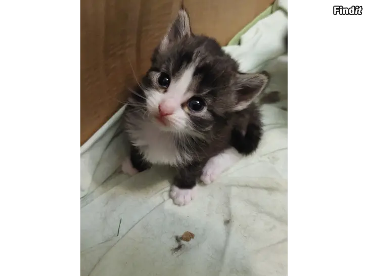 Säljes Kattungar säljes