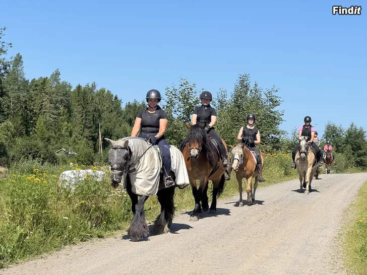 Säljes Vuxengrupp i ridning