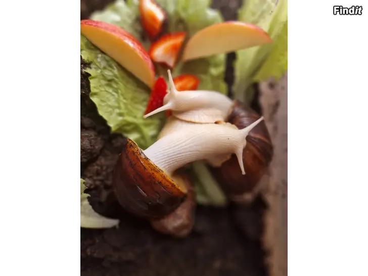 Bortges Afrikanska jättesnäckor