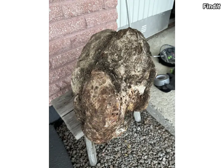 Säljes Björkmasurknöl