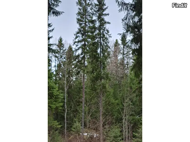 Myydään Myytävänä metsää Jöralassa, Vöyrillä