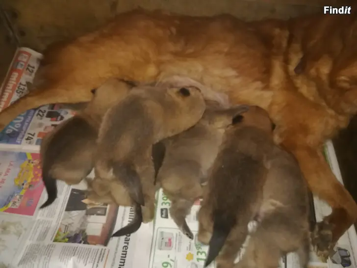 Myydään Suomenpystykorvan pentuja