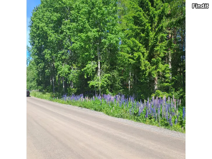 Säljes Naturskön skogstomt med byggrätt