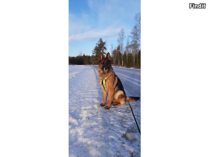Säljes Schäfertik 6 år