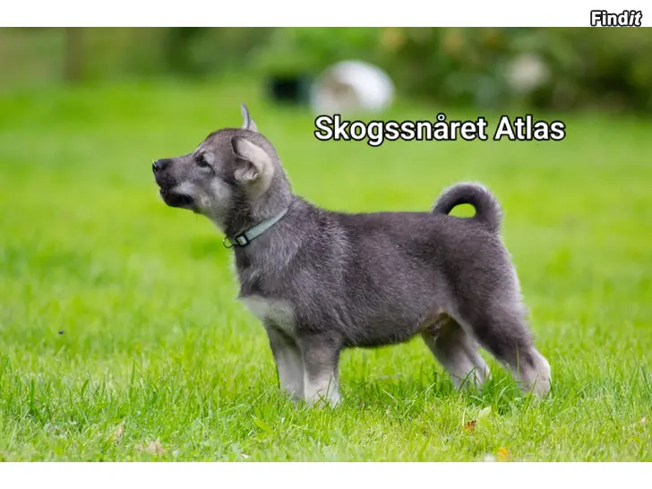 Säljes Jämthundsvalpar