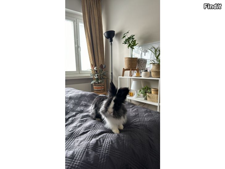 Myydään Teddy kanin