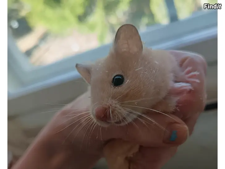 Myydään Syyrian hamsterin poikasia