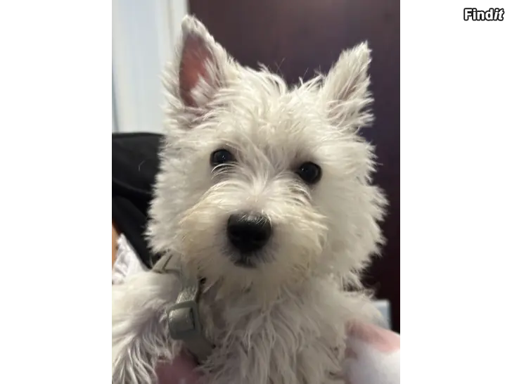 Myydään Westie - valkoinen länsiylämaanterrieri tyttöpentu