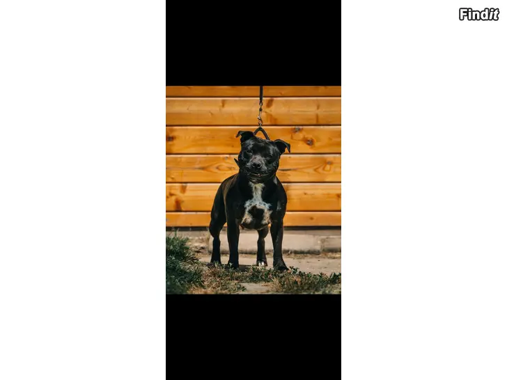 Myydään Staffordshirebullterrier