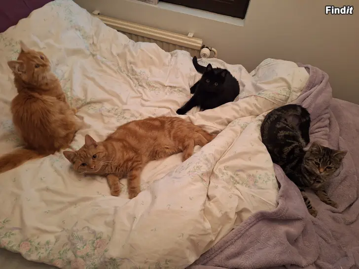 Myydään Maalais kissanpennut 5kk