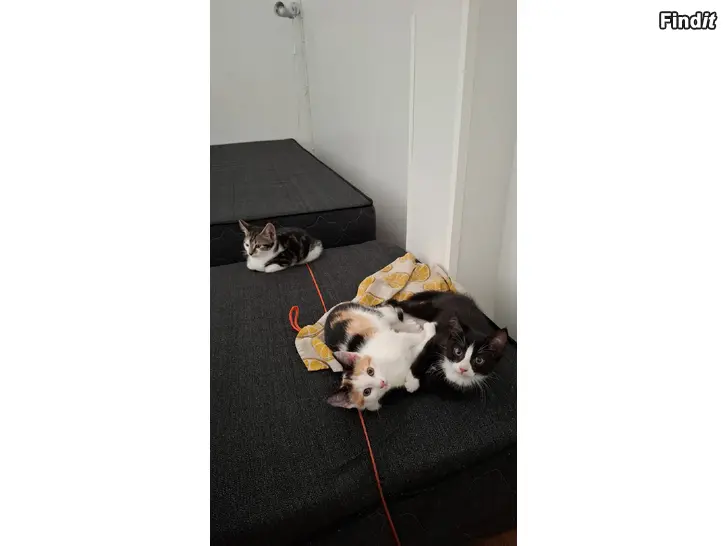 Säljes Kattungar
