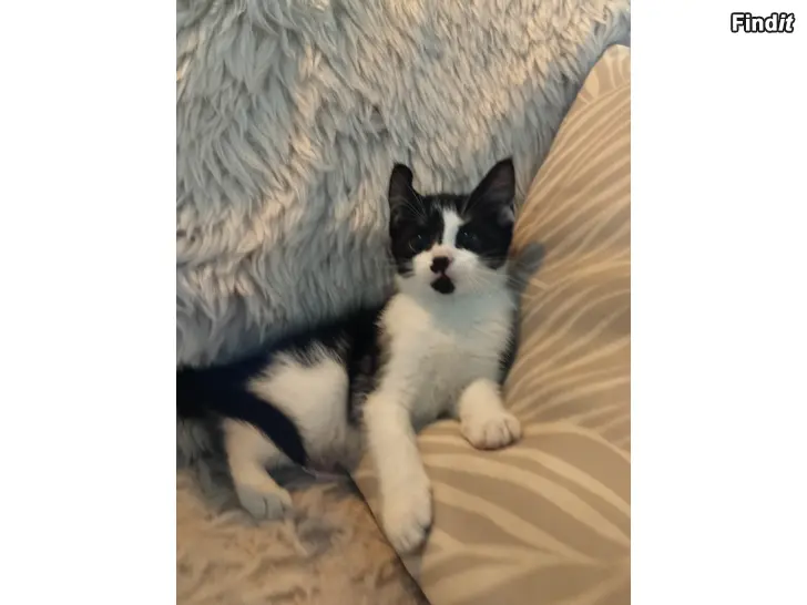Myydään Kattunge/kissanpentu