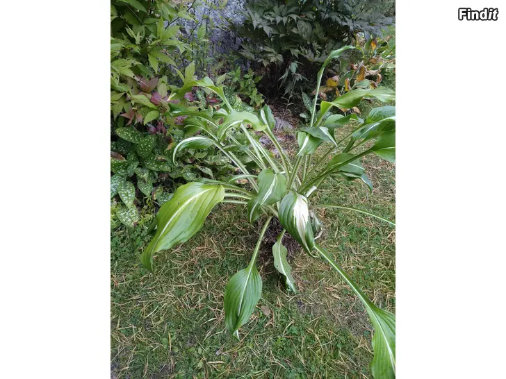 Säljes Perenn Hosta