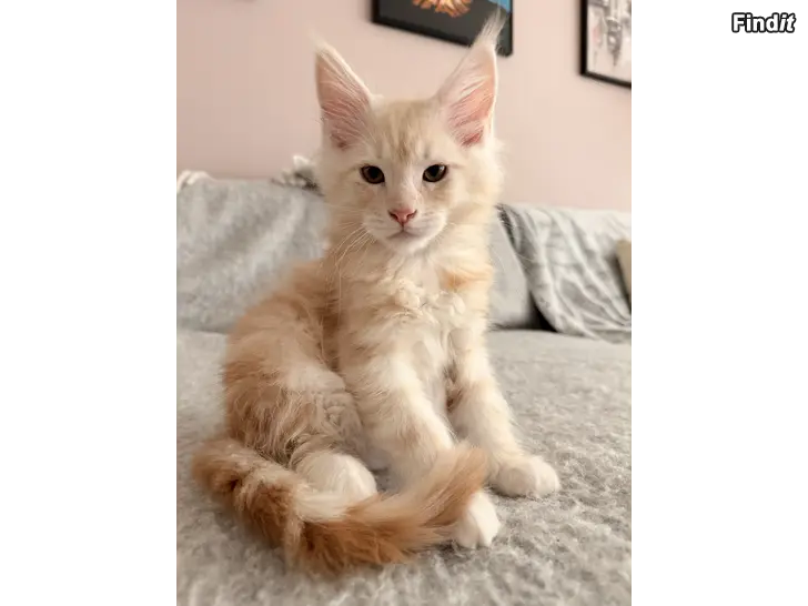 Säljes Maine Coon kissanpennut