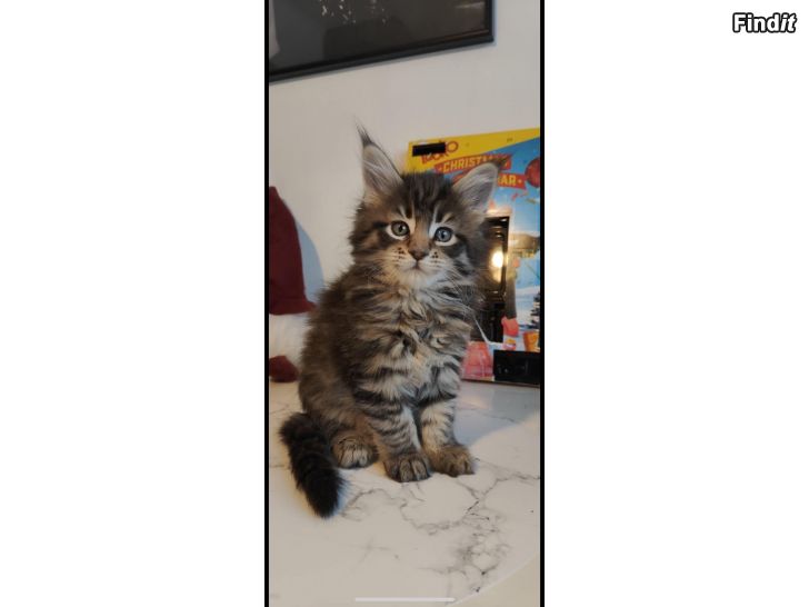 Myydään Maine coon tyttöpennut