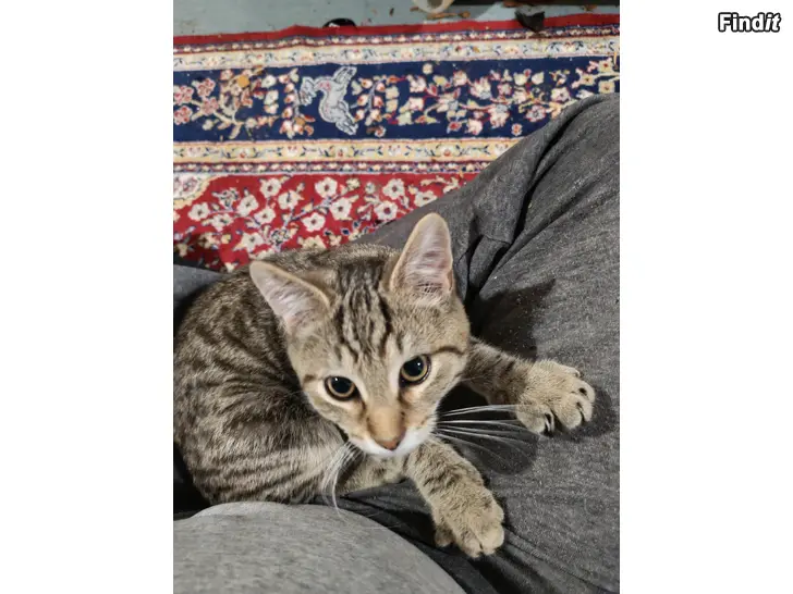 Myydään kissan poikapentu