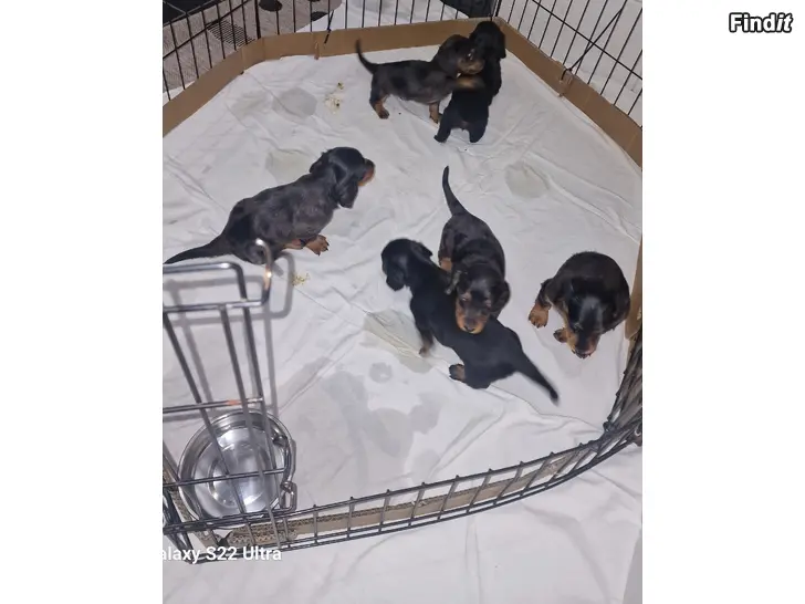 Säljes Kääpiömäyräkoiran pentuja