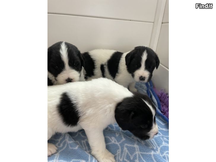 Säljes Landseer pentuja varattavissa
