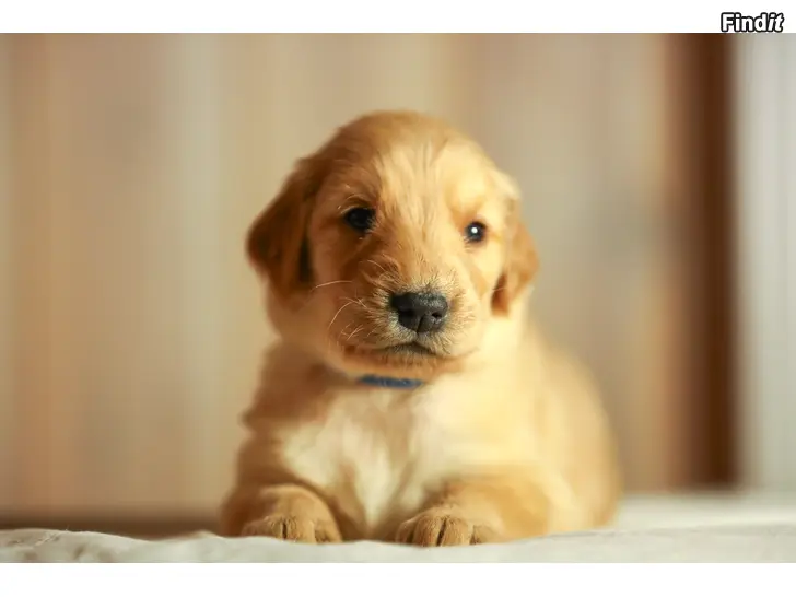 Säljes Flatcoated retriever valpar SKK stamtavla