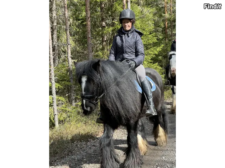 Säljes Ridkurs för daglediga