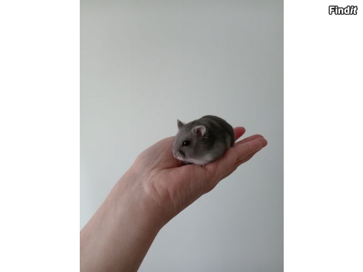 Myydään Kääpiöhamsteri tarvikkeineen