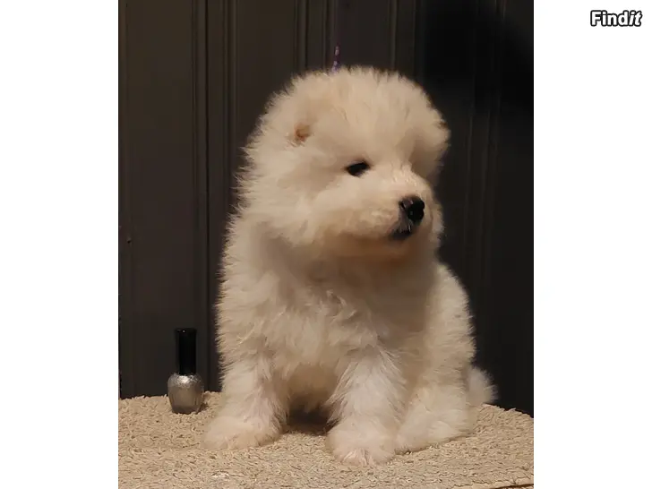 Myydään Samojed valpar