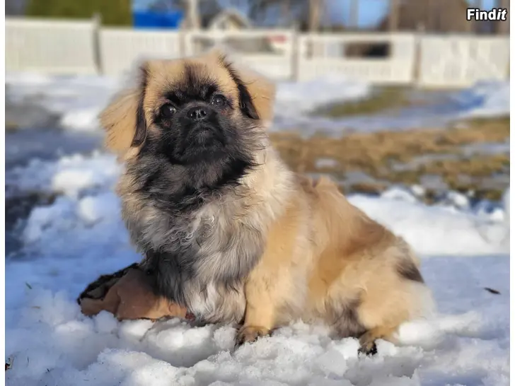 Myydään Tibetansk spaniel hanhund