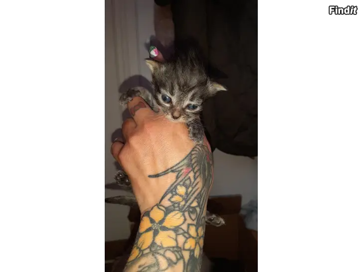 Ostetaan Kattungar